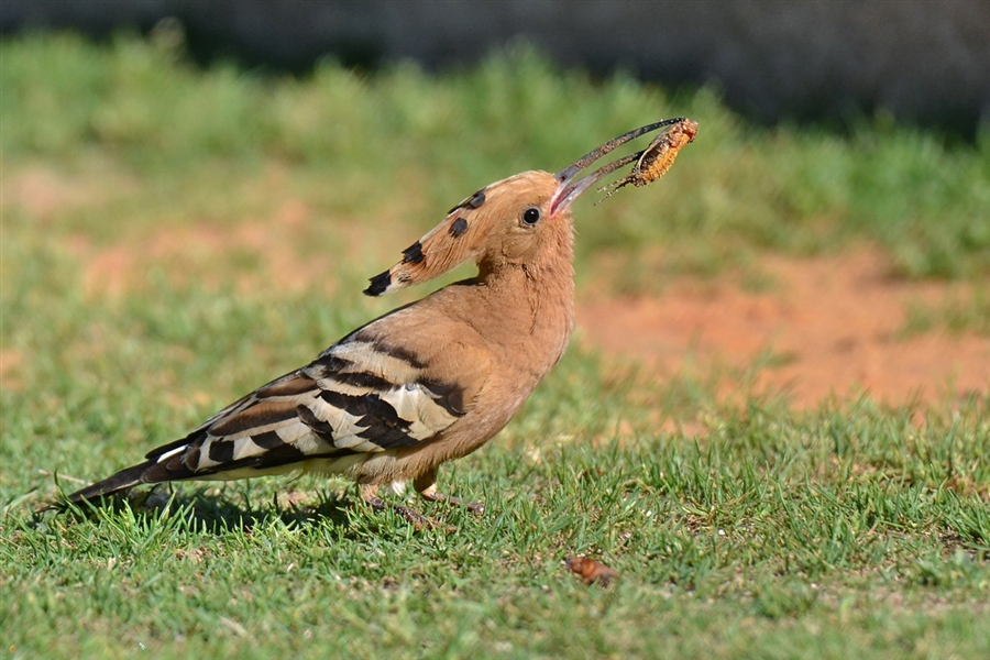 Удод с медведкой.