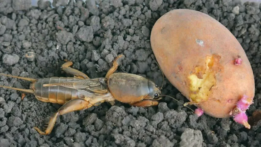 Никогда не пытайтесь брать медведку голыми руками – используйте плотные перчатки. 