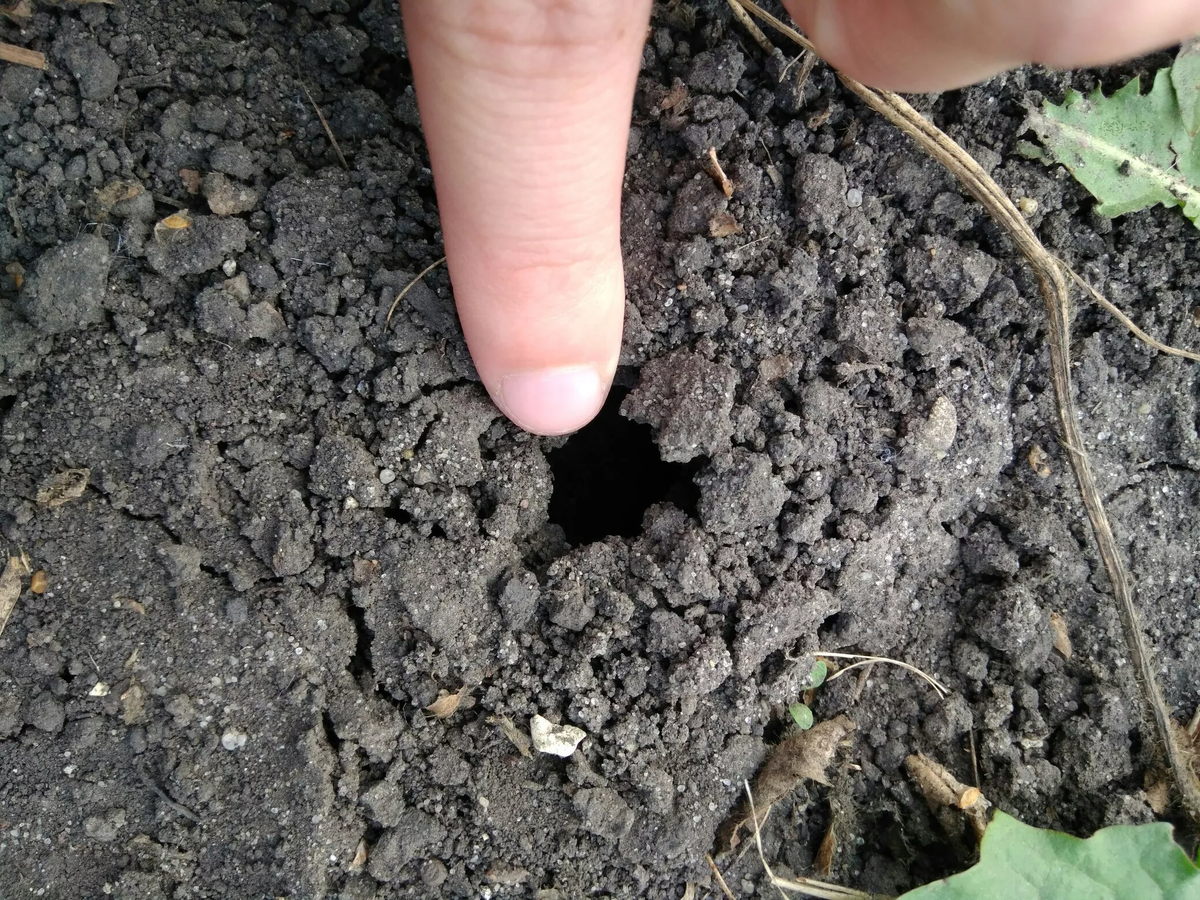 Следы пребывания медведки на огороде.