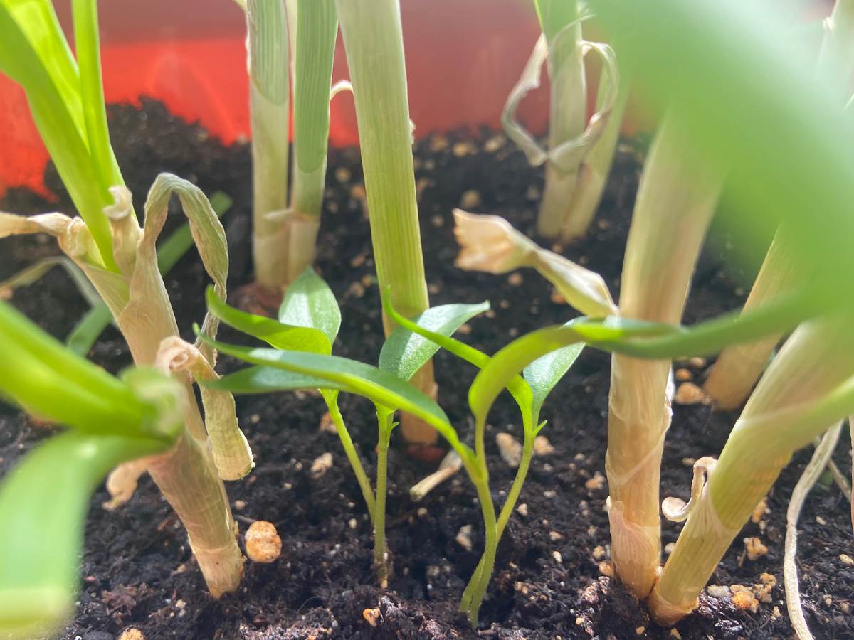 Перчик взошедший в луке, чувствует себя намного лучше чем в посаженный в отдельном стакане