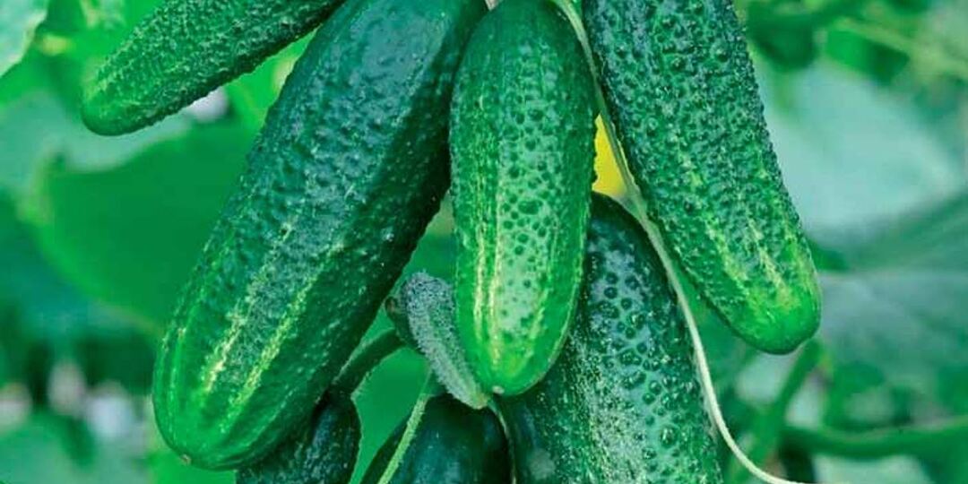 16 сортов самых скороспелых огурцов для получения раннего урожая