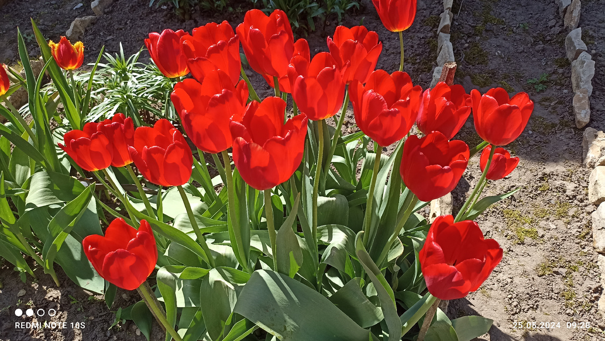Мои тюльпаны. Фото автора.