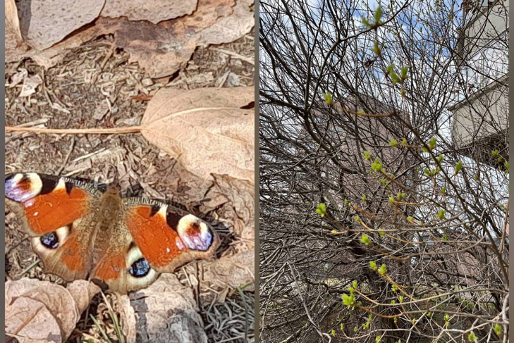    В Новосибирске уже проснулись бабочки, показались первые листочки. Коллаж VN.ru