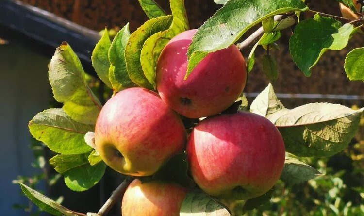    Понимание трансформации растительных клеток прокладывает путь к контролю роста плодов