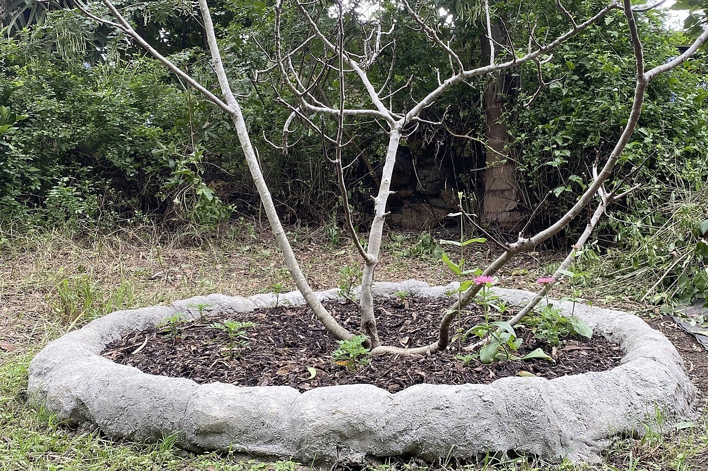 Клумба у инжира; пока я высадила на неё несколько бархатцев и циний, взошедших недавно самосейкой на грядках с зеленью