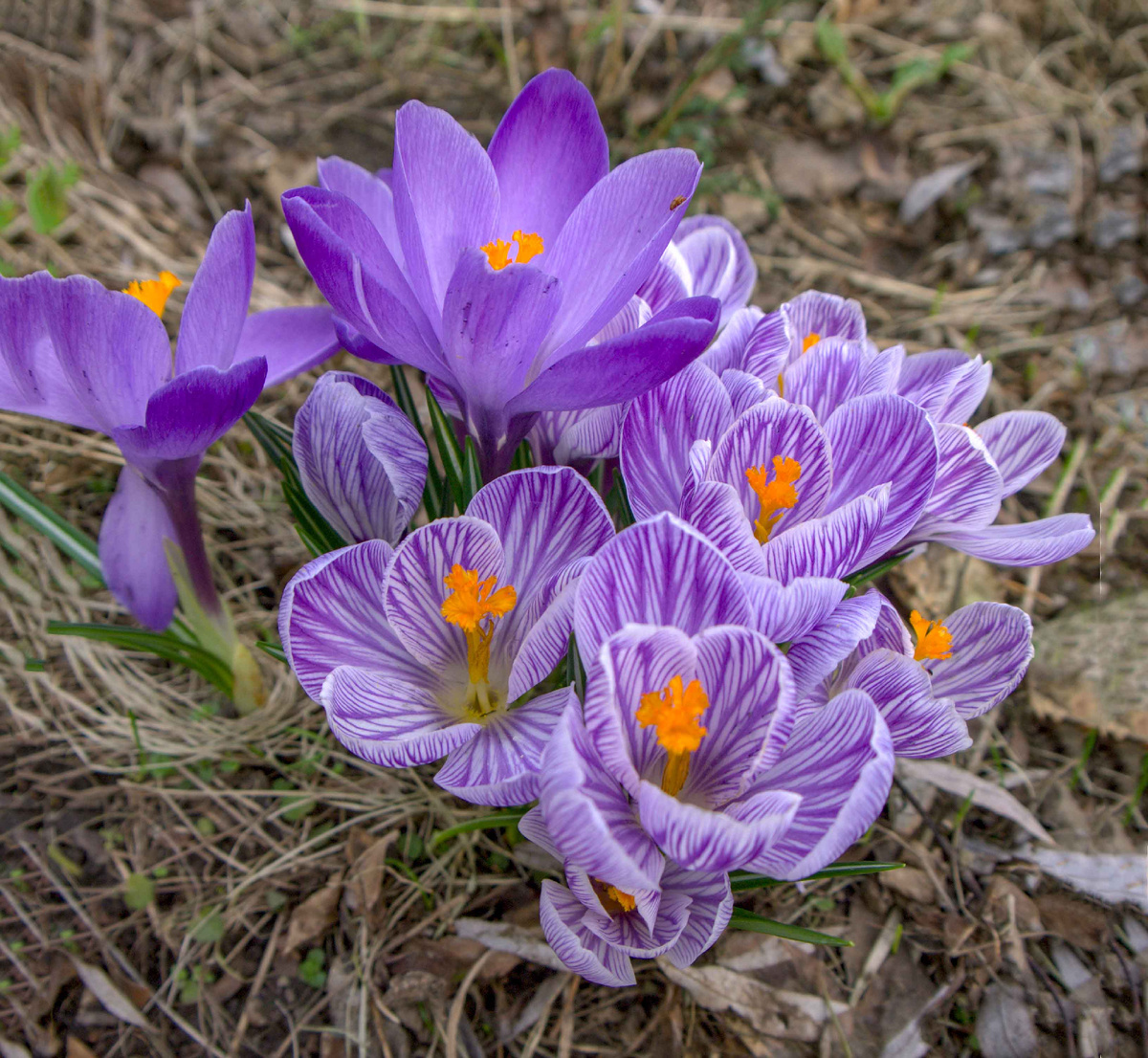 крокусы
