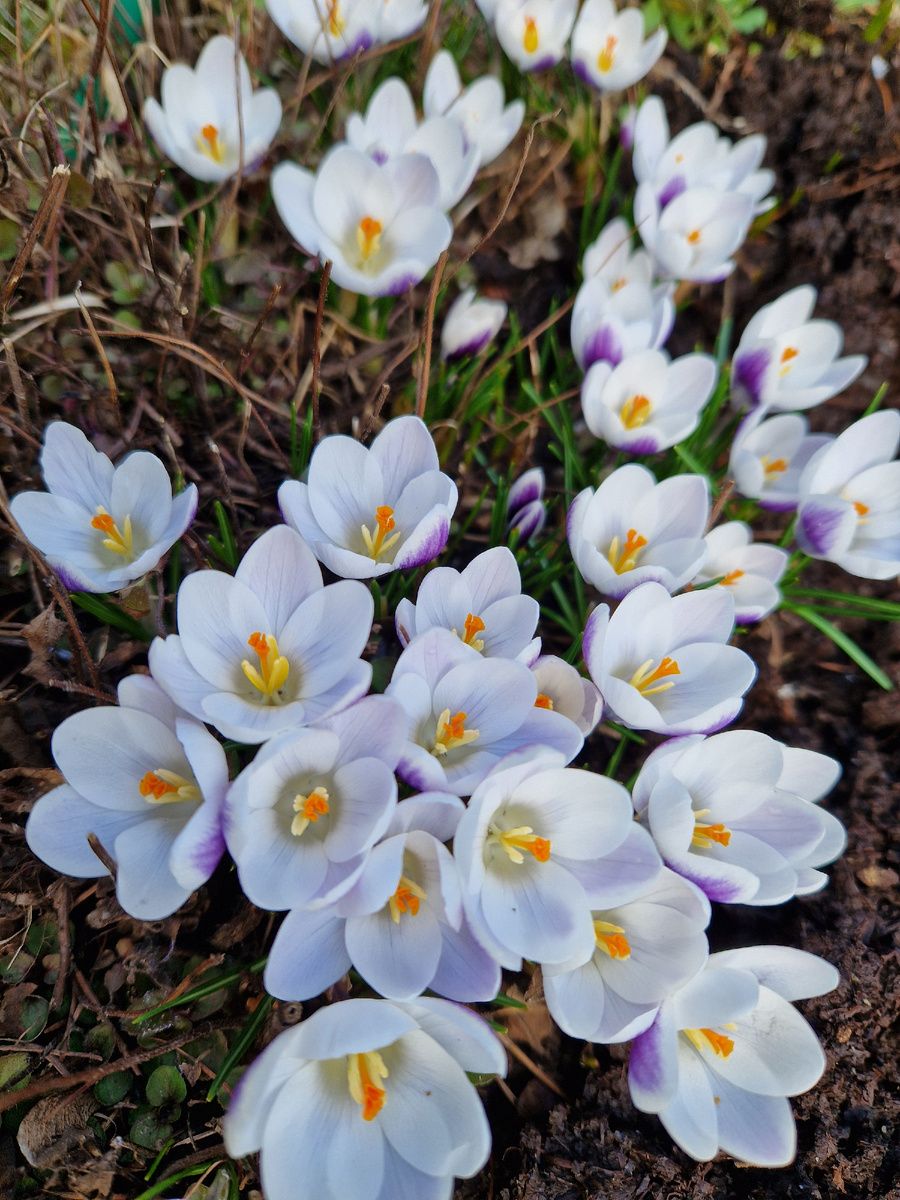 Крокусы