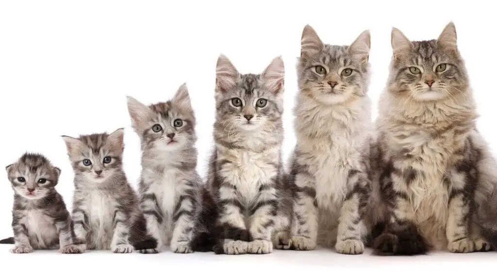 Фото с интернета.