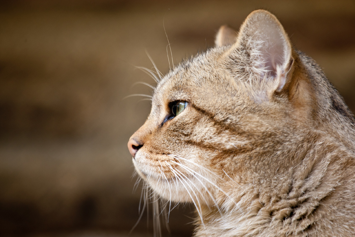 Фото с интернета.