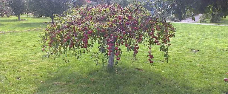 Стланцевый метод формирования кроны