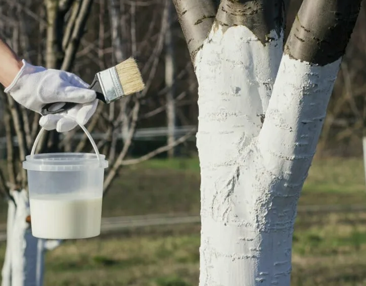 побелка деревьев весной/ свободный доступ интернет.