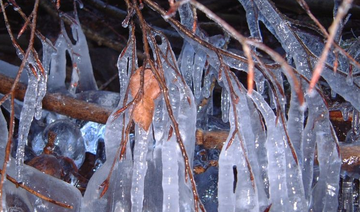 обледенение деревьев 