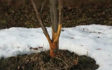 зайцы поели кору за зиму