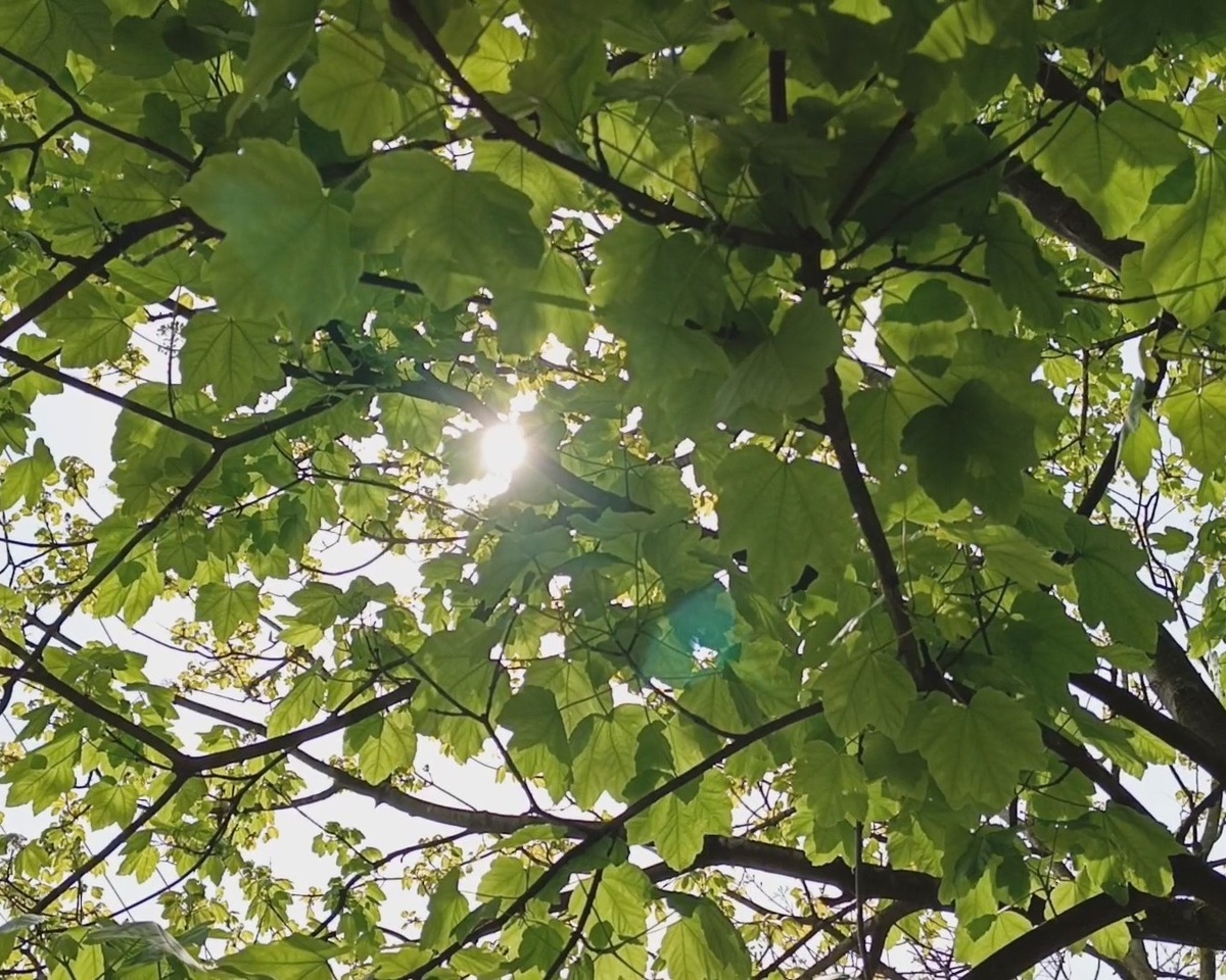 Адлер, апрель 2025 г.