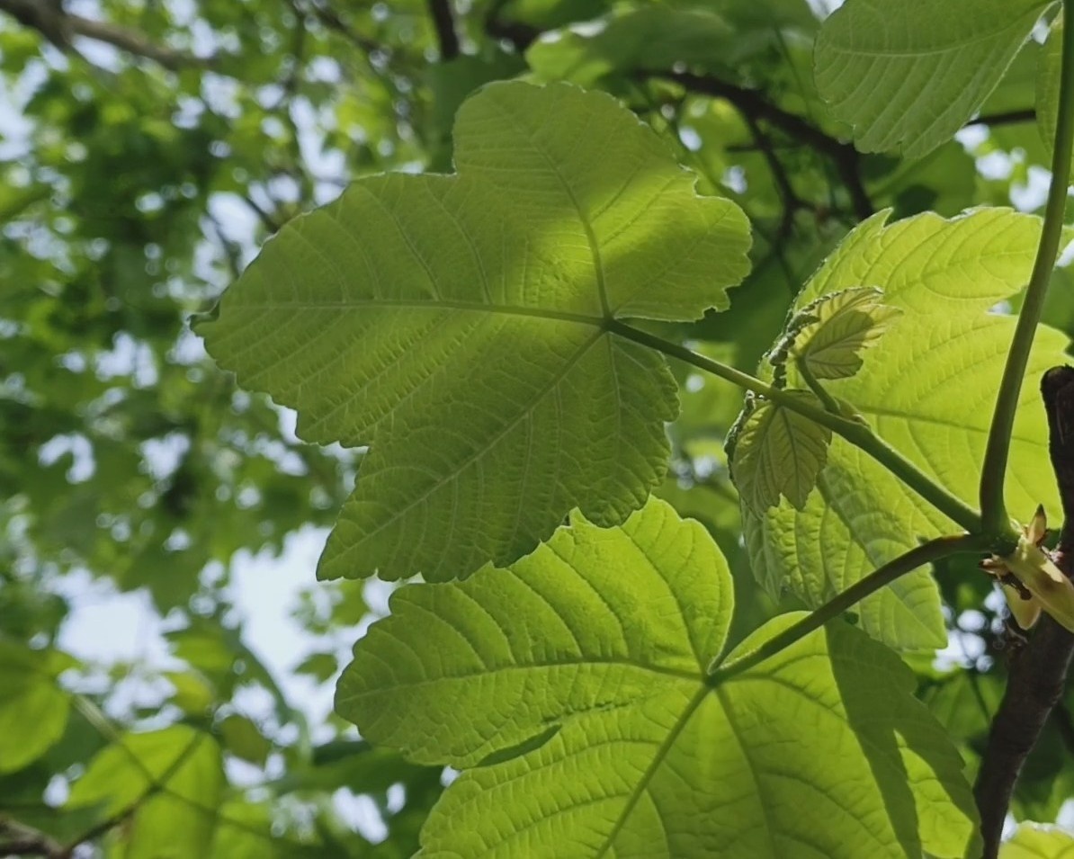 Адлер, апрель 2025 г.