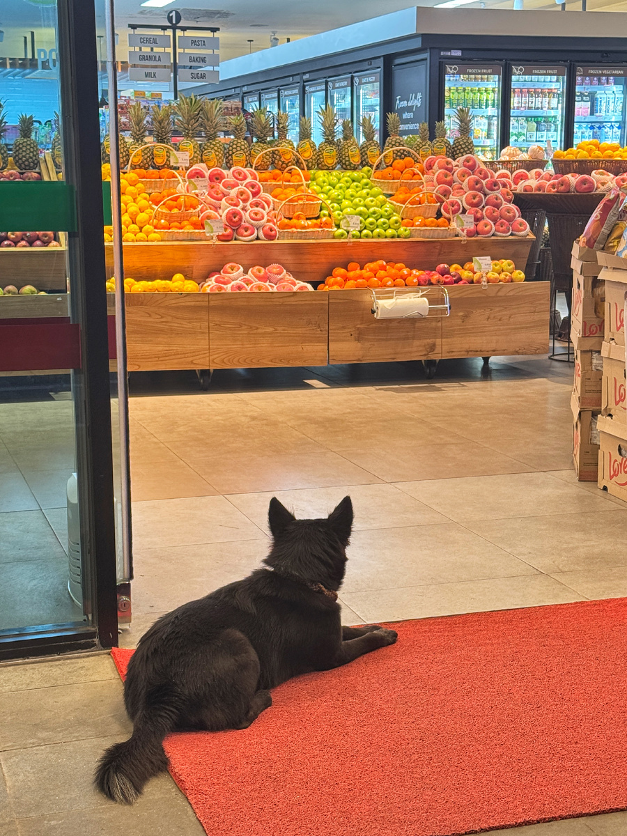 Собака ждет че-нить из магазина.. ей очень нравилось, что дверь доезжает до лапы и открывается снова 