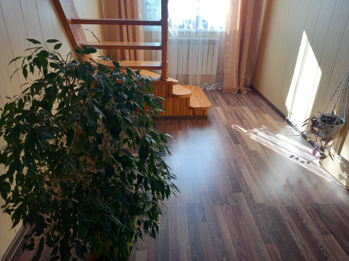 Фикус Гена прекрасно чувствует себя в коридоре под лестницей