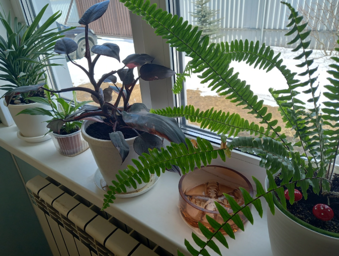 Все подоконники так горшками у меня заставлены