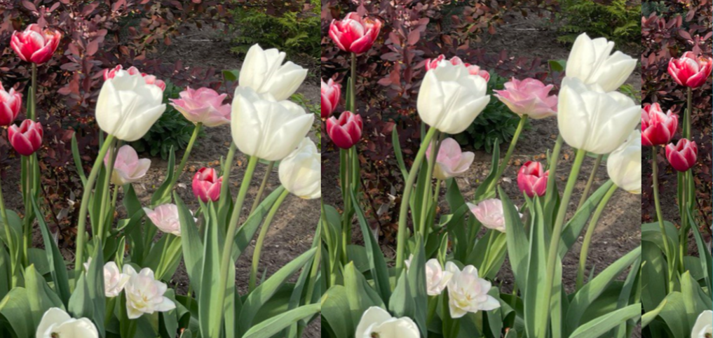 чем подкормить тюльпаны весной 