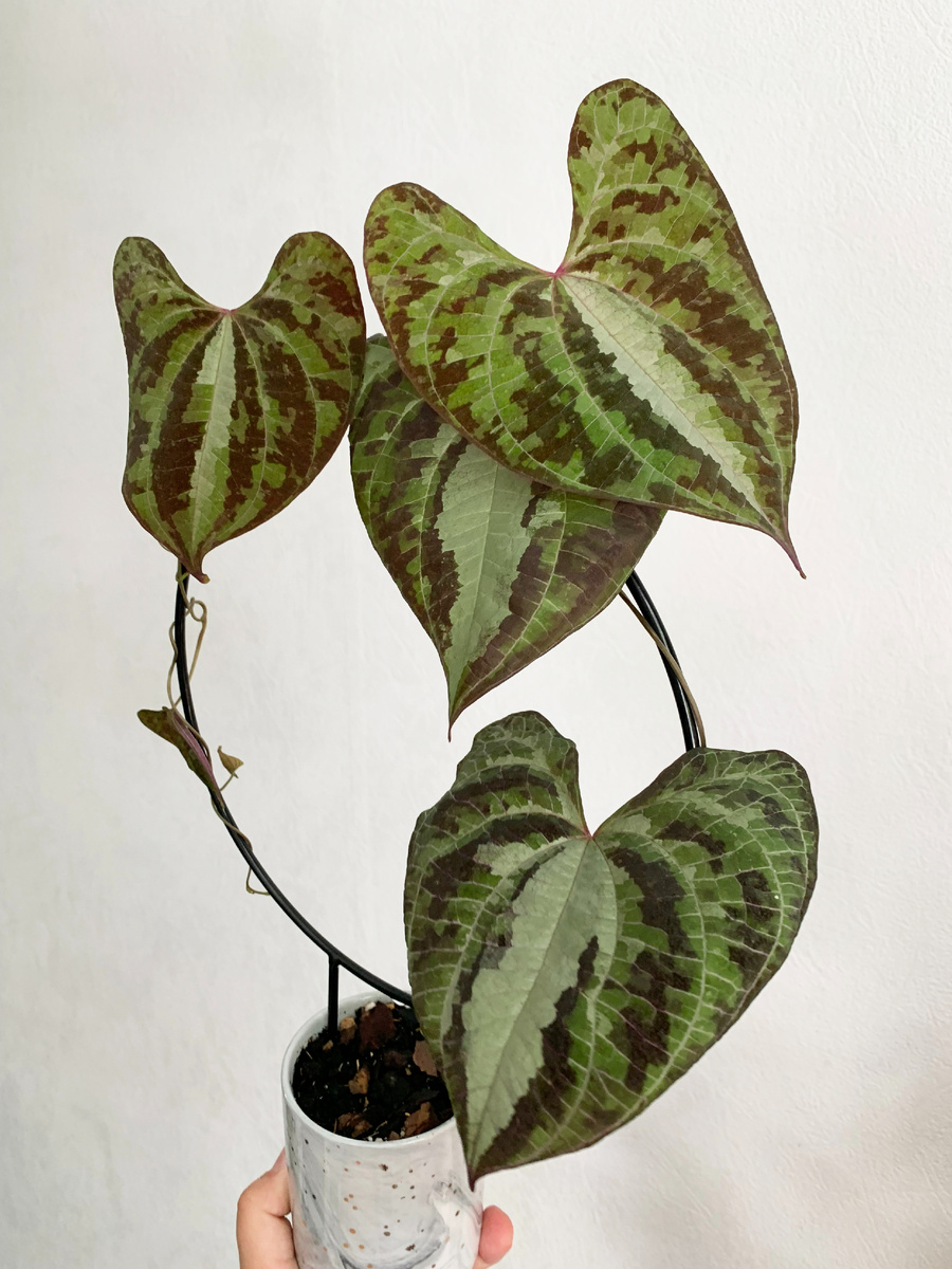 Диоскорея Дисколор