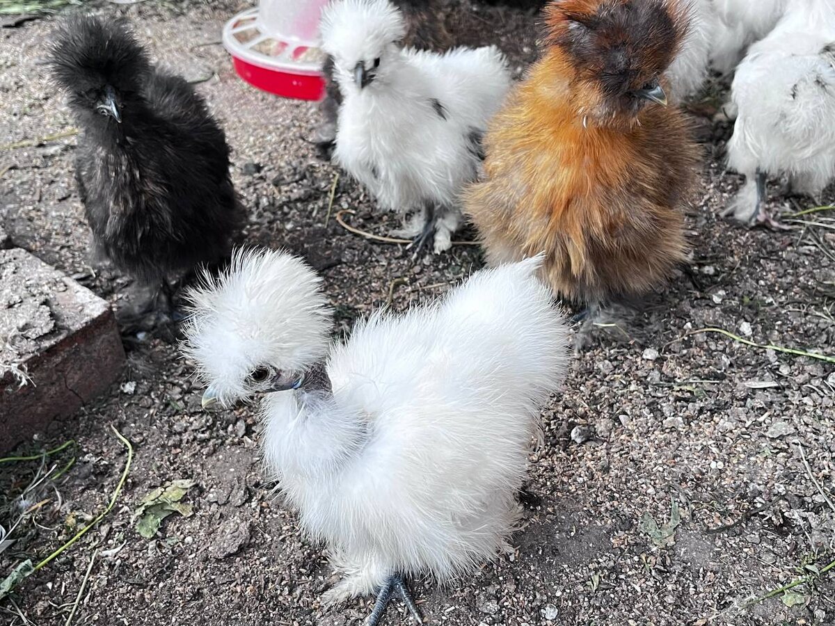 Даже шелковая голошейка есть.Забавная