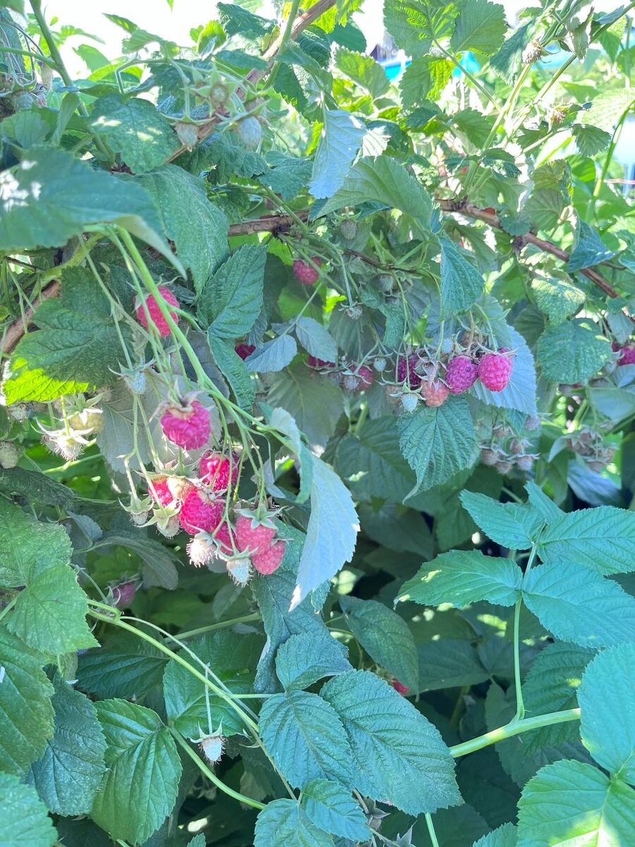 Как хочется лета,полакомиться снова вкусной ягодкой-малинкой