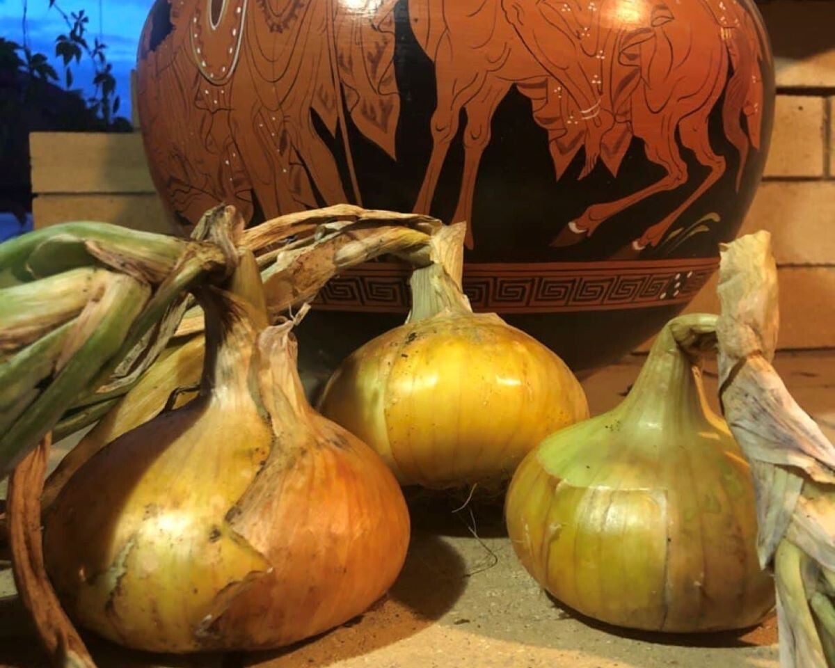 Урожай лука. Фото автора канала Дом с кипарисами