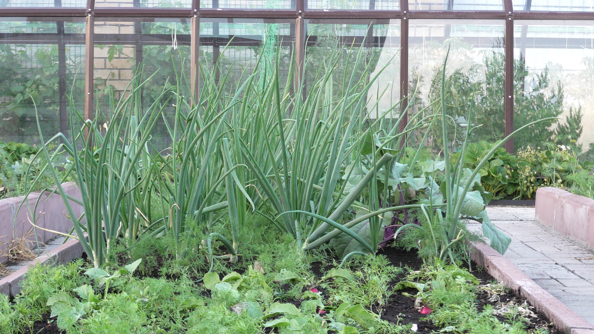 Лук на грядке. Фото автора канала Дом с кипарисами