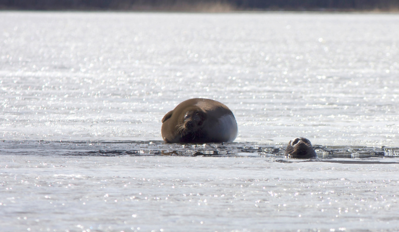    Гид-экскурсовод сфотографировала смешных нерп на ЛадогеИрина Мамаева