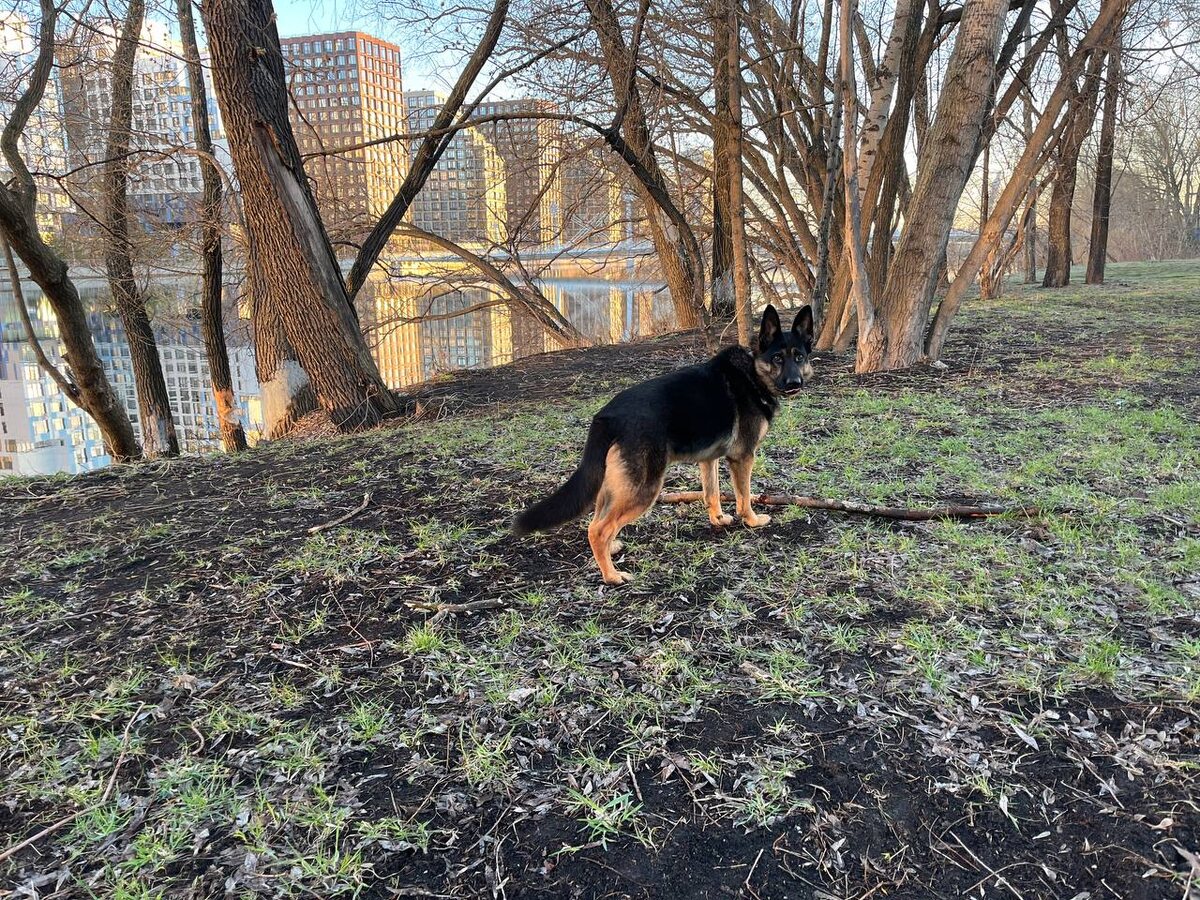 "Я и мой человек. Кто тут кого выгуливает — вопрос открытый."