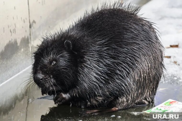 Лесного жителя уже поймали. Он выпущен в реку. Фото: Владимир Жабриков © URA.RU