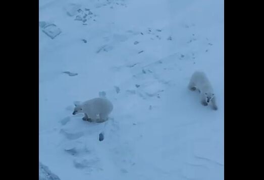     Белые медведи устроили «догонялки» с атомным ледоколом на севере Красноярского края