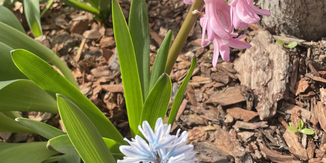 Сняла укрытия, как прошла зима для моих растений? Первое цветение этого сезона и секреты выращивания. Подборка вопросов к Вам, ищу помощи.