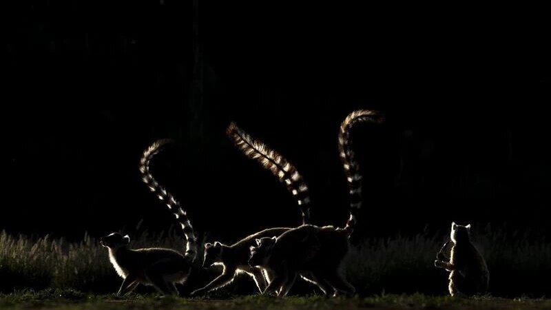     Снимки, которые заняли призовые места на «Золотой черепахе» два последних года. Евгений Борисов