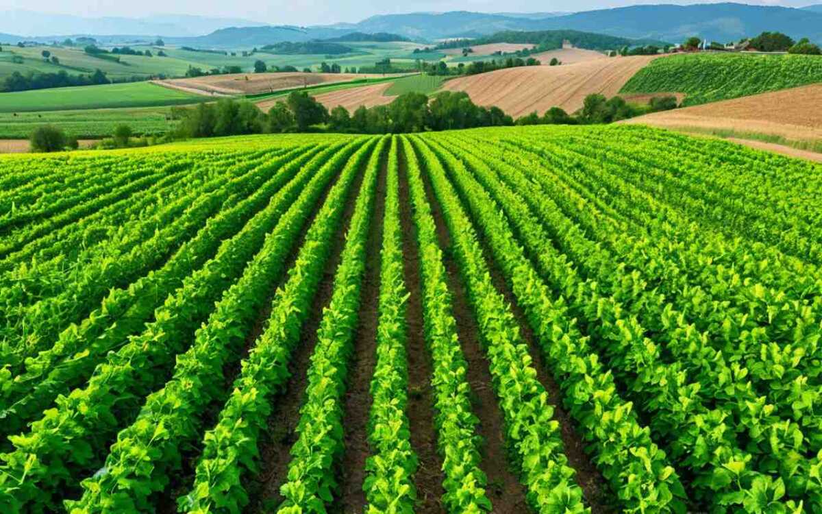    Суд обязал власти Липецкой области передать земельный участок корпорации «Малком» нейросеть «Шедеврум»