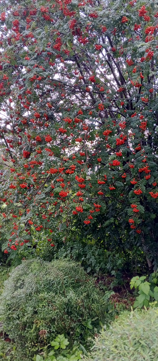 Рябина красная