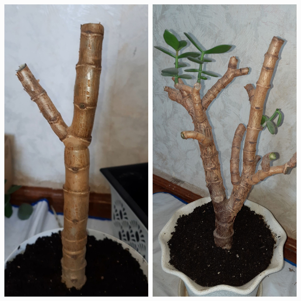 Вот в таком виде были мои Крассулы год назад,после полной обрезки