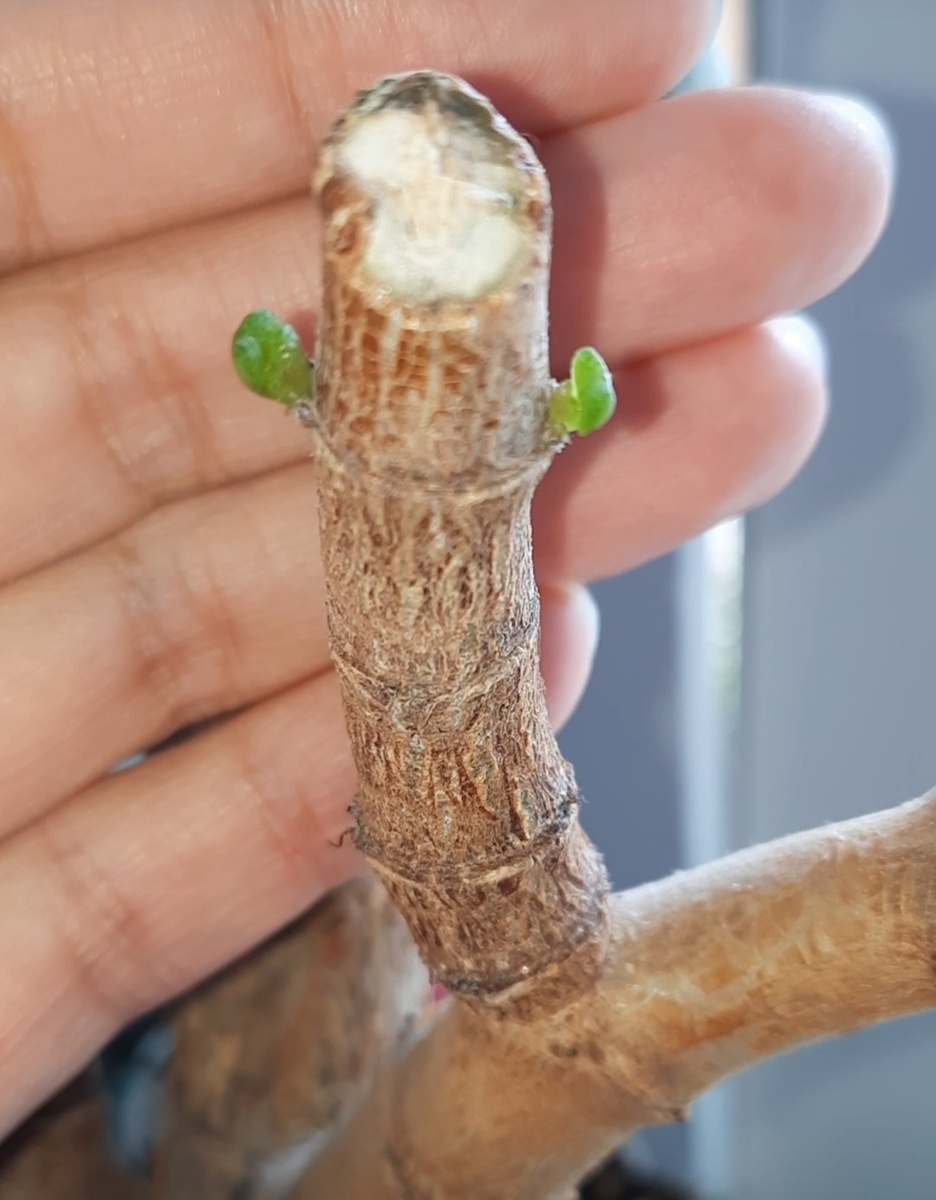 Срез нужно делать чуть выше междоузлий,тогда не будет пенька.