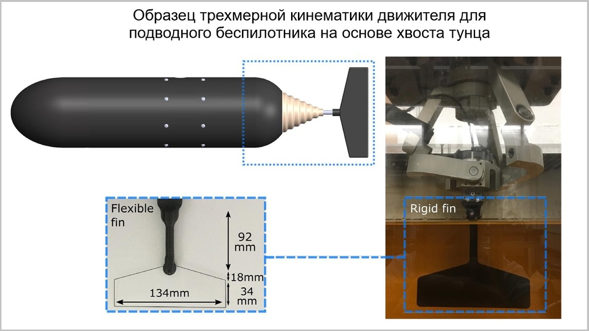 Подводный дрон с хвостом тунца. Образец трехмерной кинематики движителя подводного беспилотника, вращающегося по траектории восьмерки и эллипса, на основе хвоста тунца. Источник фотографии: © Cecilia Huertas-Cerdeira et al.