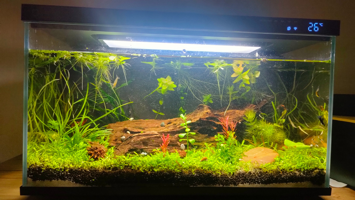 Мой аквариум Xiaomi Smart Fishtank (Mija myg100) на 20 литров, через месяц после запуска. 