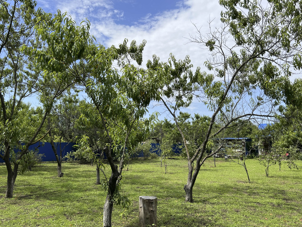 Деревья будут высаживать в 9 районах.  Фото: Фото: ФедералПресс / Андрей Гусий