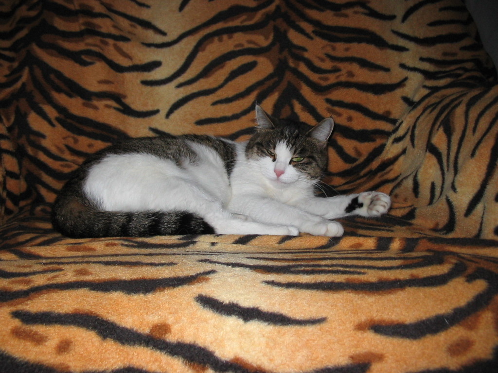 Фото автора. Кошка Лиза в возрасте