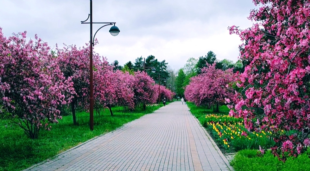 🌸🌸🌸