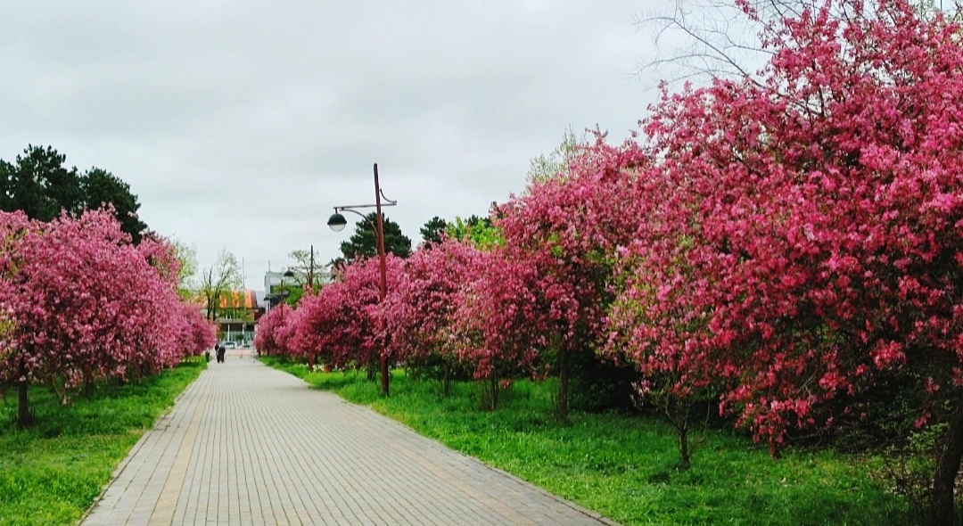 🌳🌸🌳🌸🌳🌸🌳