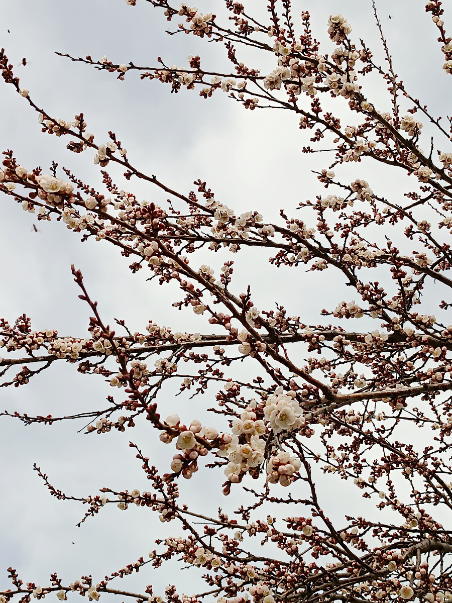 Цветет абрикос под окнами моего рабочего кабинета