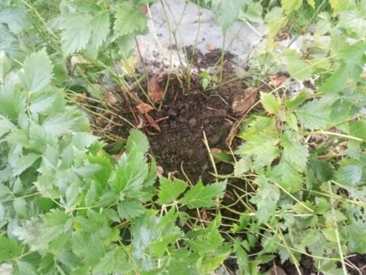 Кому не стоит выращивать астильбы - только время потеряете