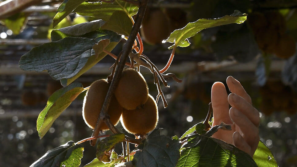 Фото: Виктор Коротаев / Коммерсантъ