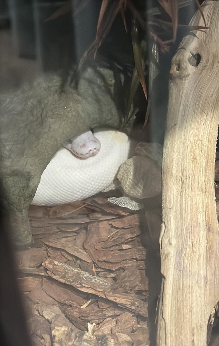 "Маааам! Я полинял!" (с)