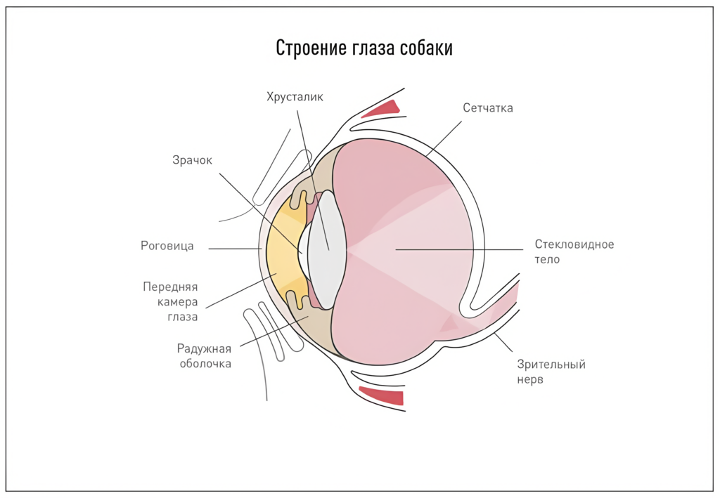 Рисунок 1 – Строение глаза