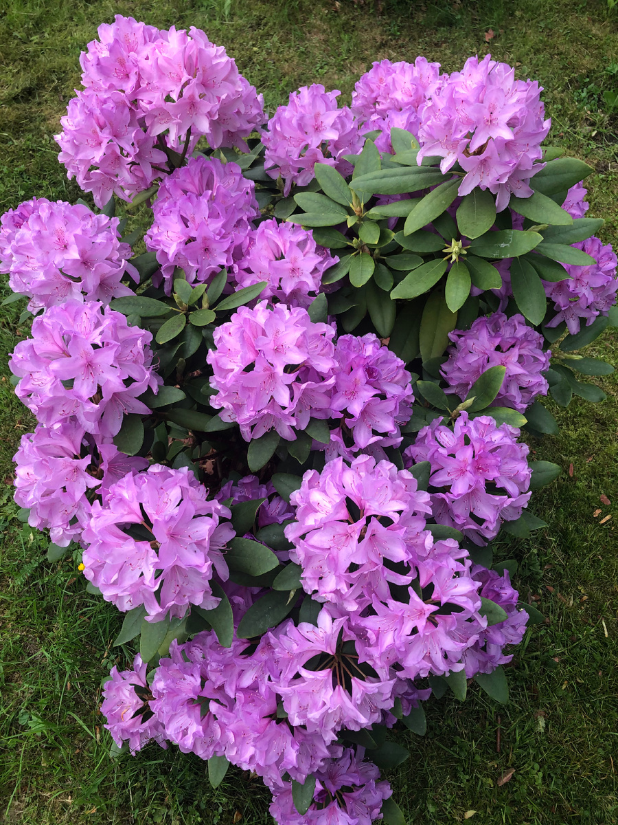 ГРАНДИФЛОРУМ КАТЕВБИНСКИЙ (Grandiflorum Catawbiense